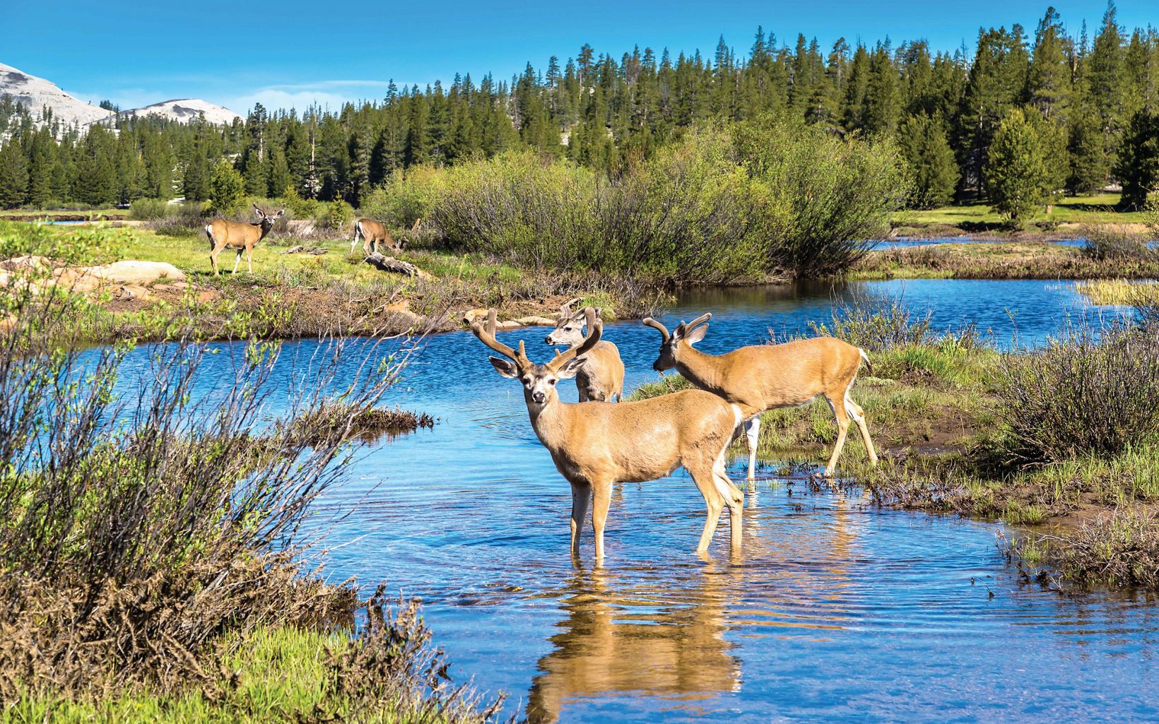 Two adult brown deer wade in a stream close to the bank, with 2 more deer in the background on land. Conifers and mountains are in the background.