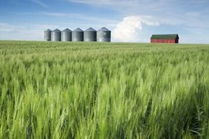 Wheat field with grain silos and barn. 