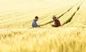 Two men examine bits of leaves in a yellow field of wheat.