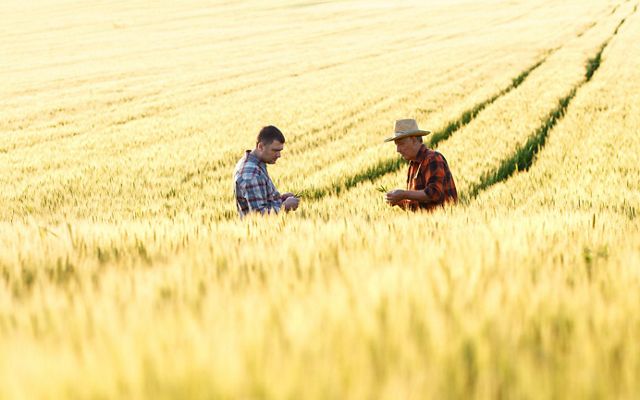 Two men examine bits of leaves in a yellow field of wheat.