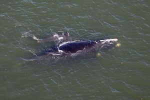 A right whale and calf swimming viewed from above.