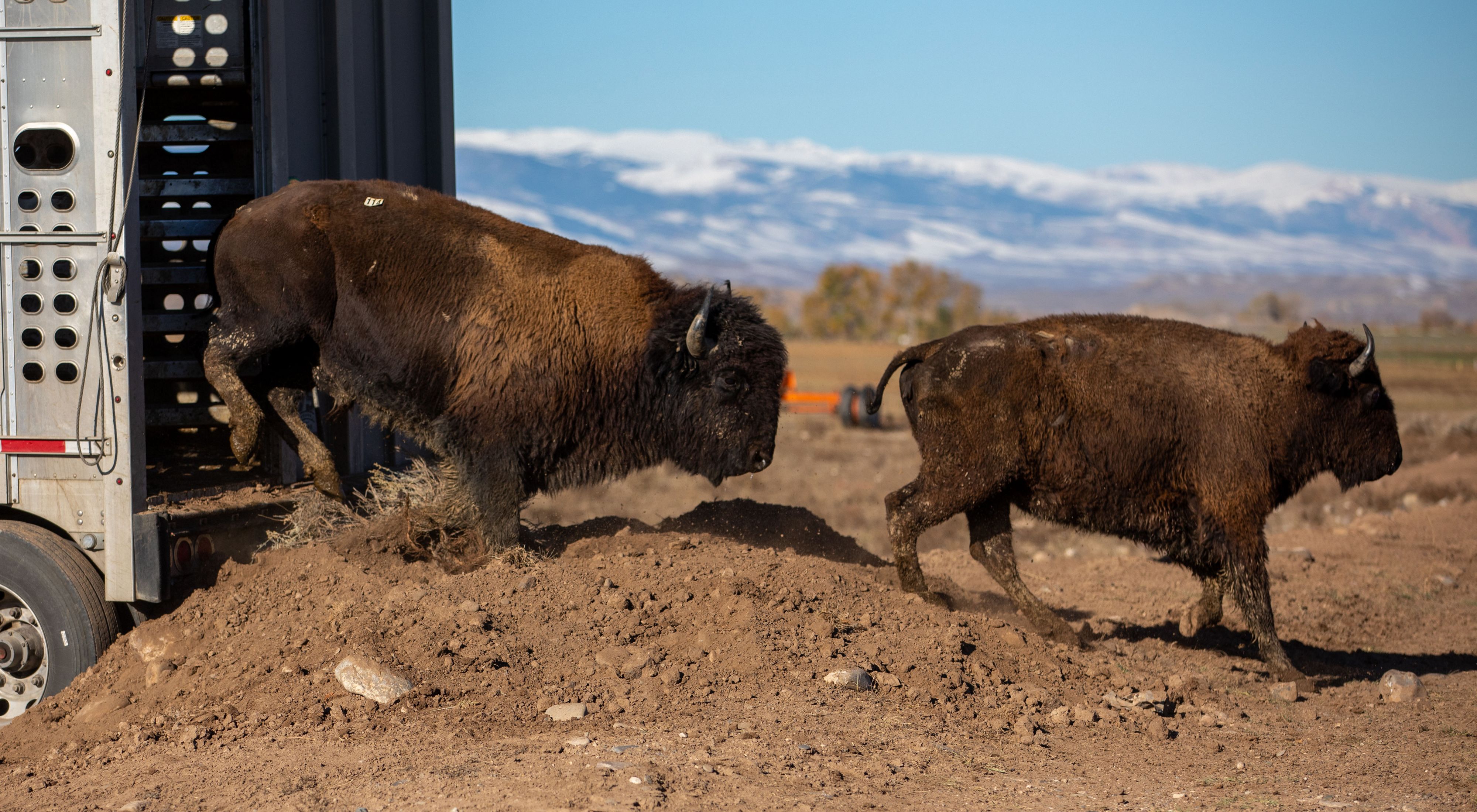 Two buffalo emerging from a trailer during a transfer.