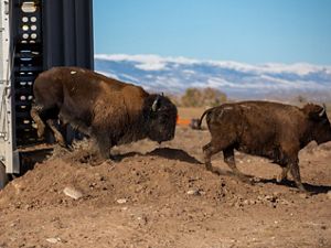 Buffalo emerging from a trailer during a transfer