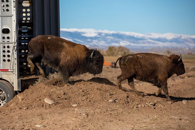 Two bison exiting a livestock trailer.