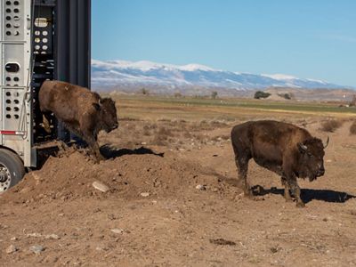 Two bison exiting a trailer onto a barren landscape with mountains in the background.