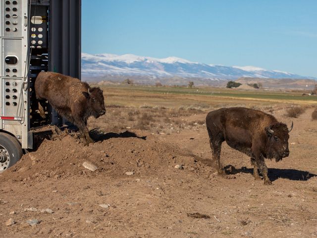 Bison are released from a trailer onto a reservation.