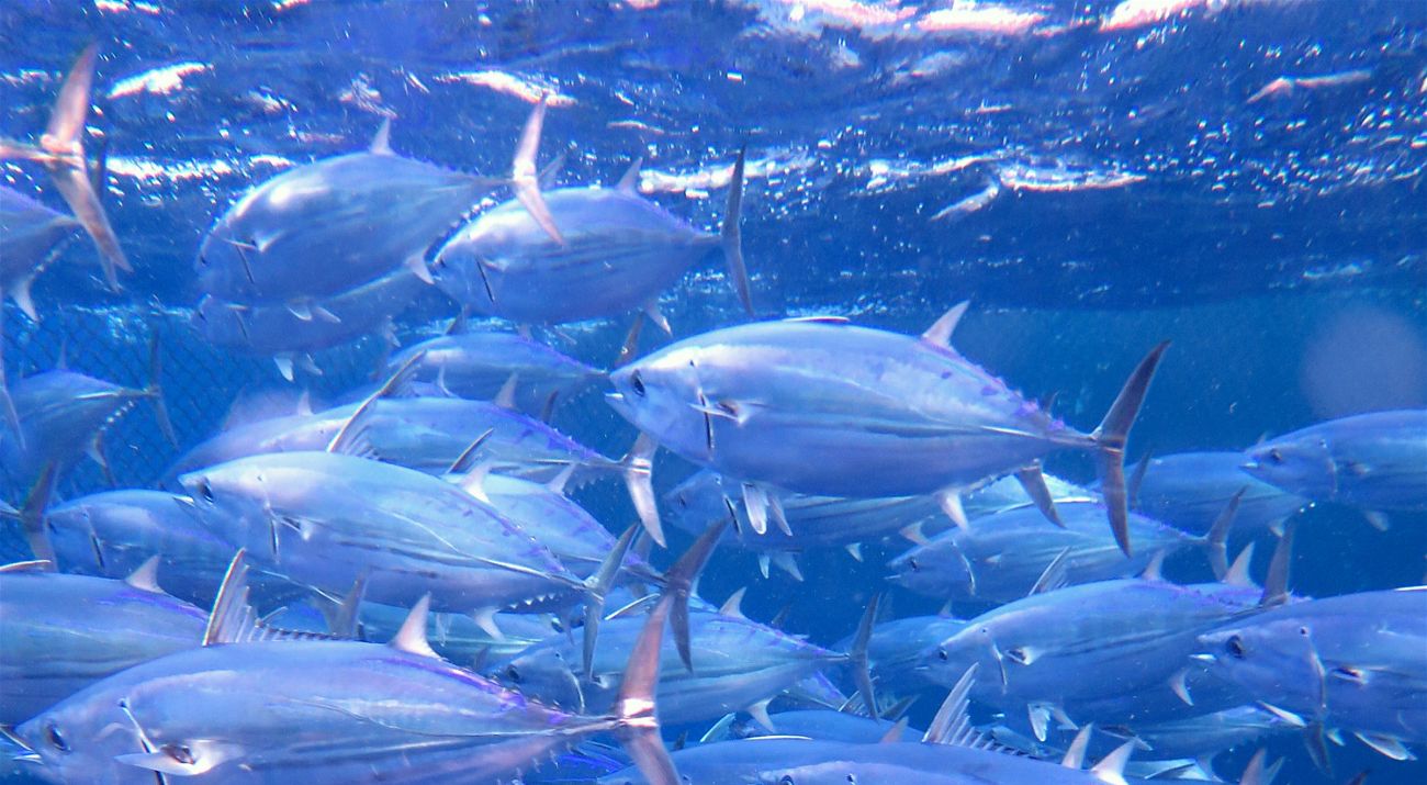 A school of skipjack tuna.