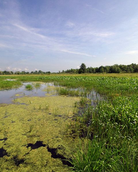 View of a marsh with grasses and marsh plants growing in it at Cone Marsh Wildlife Area; the marsh is bordered by a forest in the distance. 
