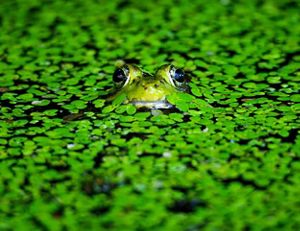 A frog keeps a watchful eye from the water.