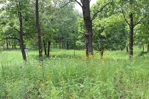 Nature preserve with green trees and coloful flowers. 