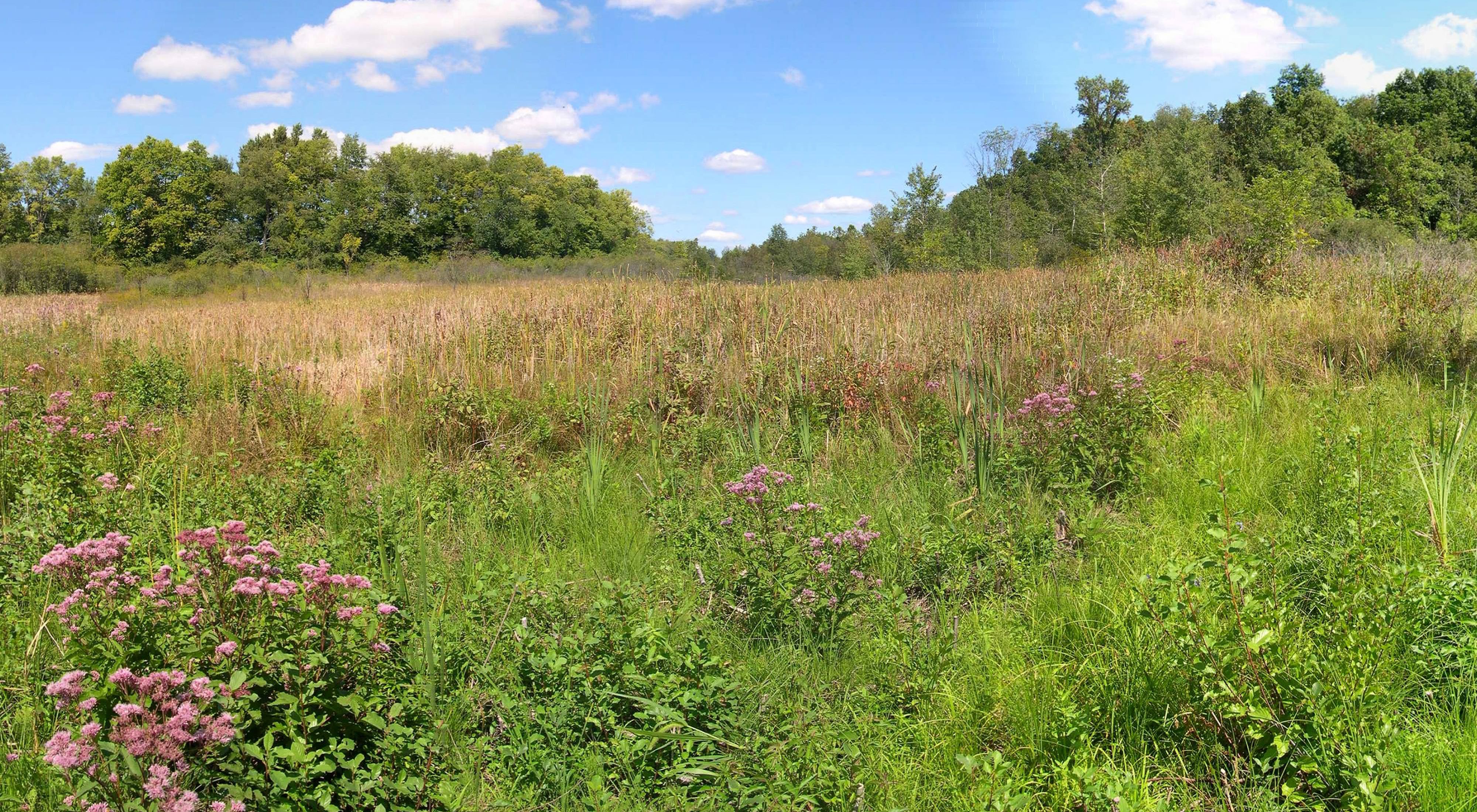Summer wildflowers, grasses and plants in bloom at the prairie fen of Ives Road Fen Preserve.