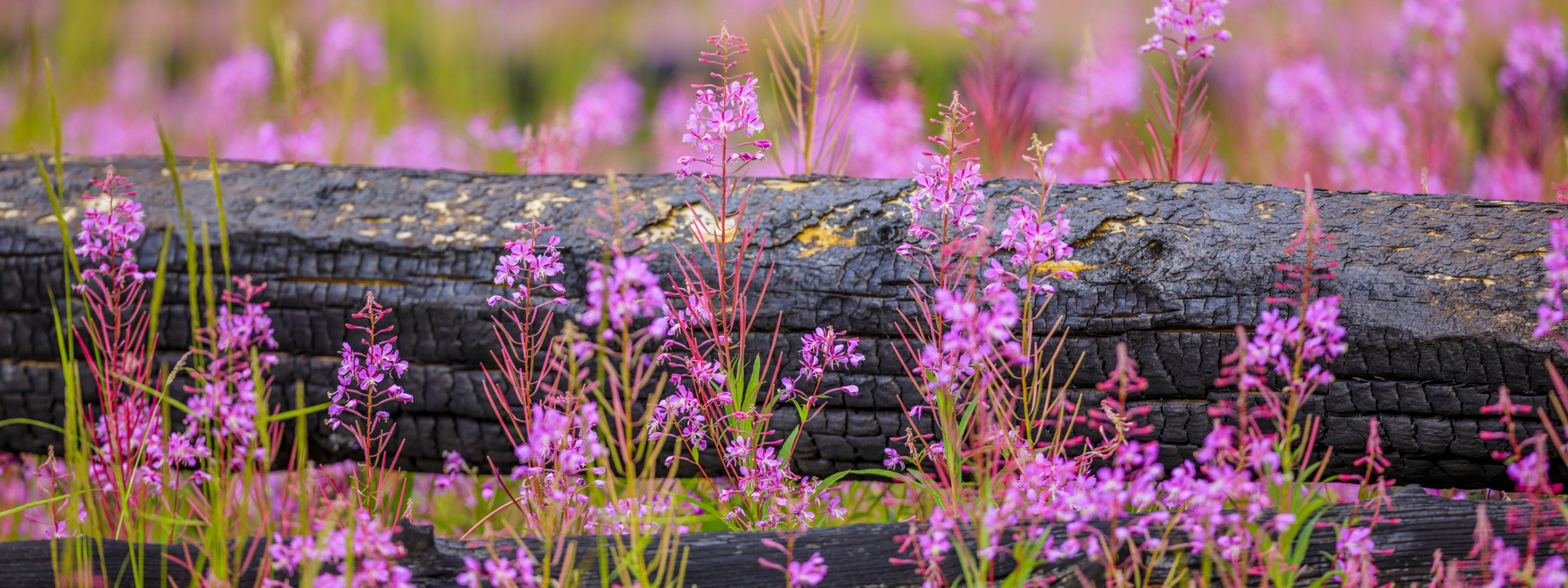 Pink wildflowers grow in a grass field.