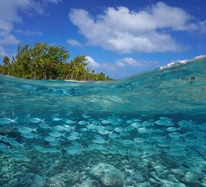 School of fish (flagtail) near tropical sea shore, split level view over and under water surface, Tikehau, French Polynesia, Pacific ocean