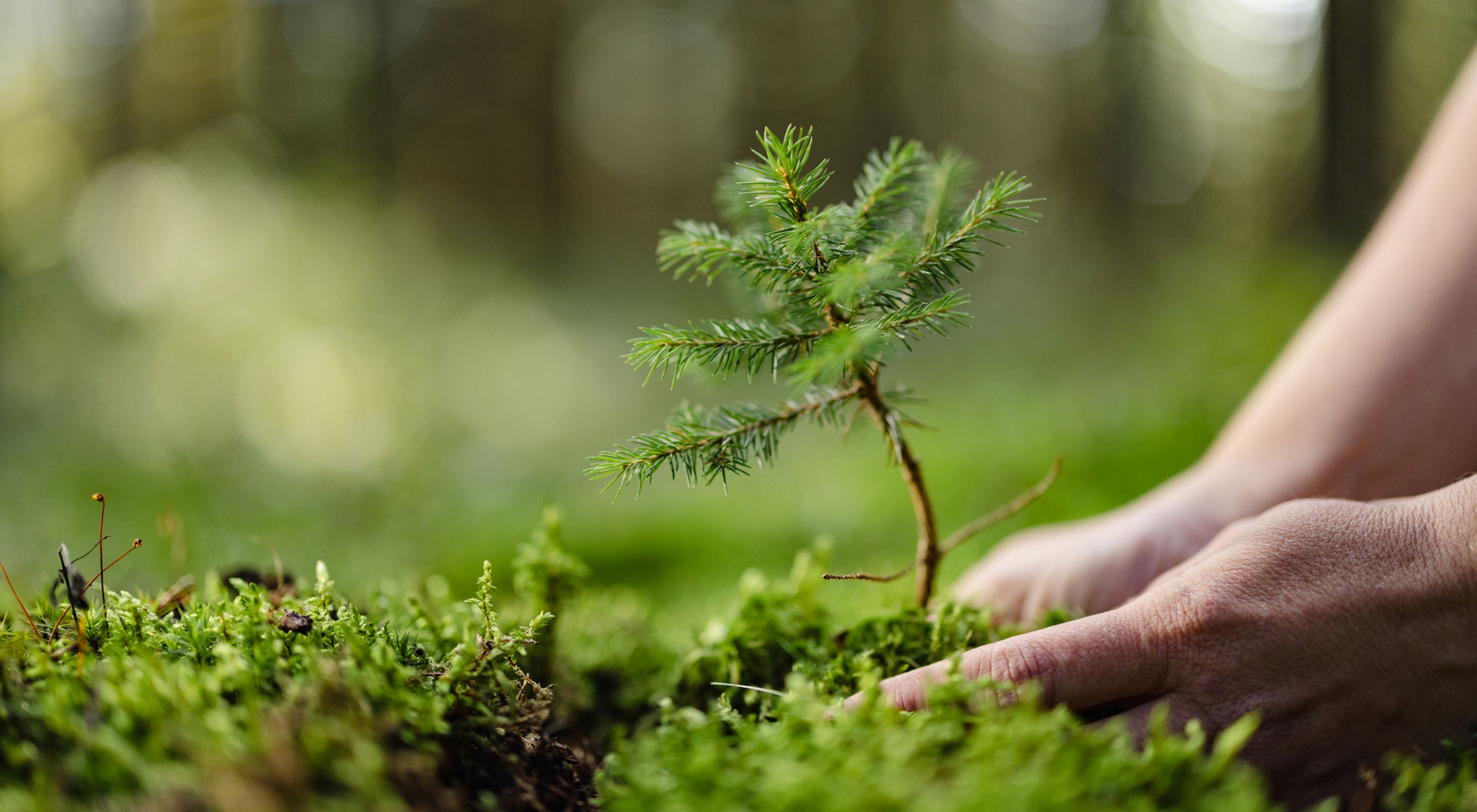  Hands planting a tree in a forest.