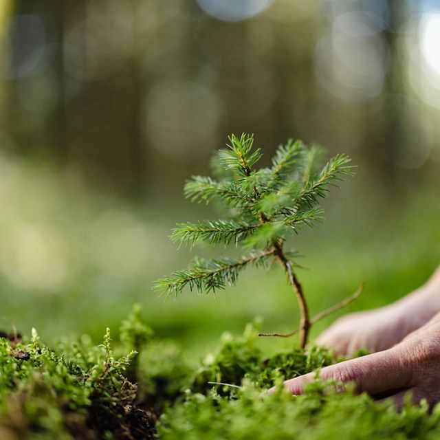 Hands planting a tree in a forest.