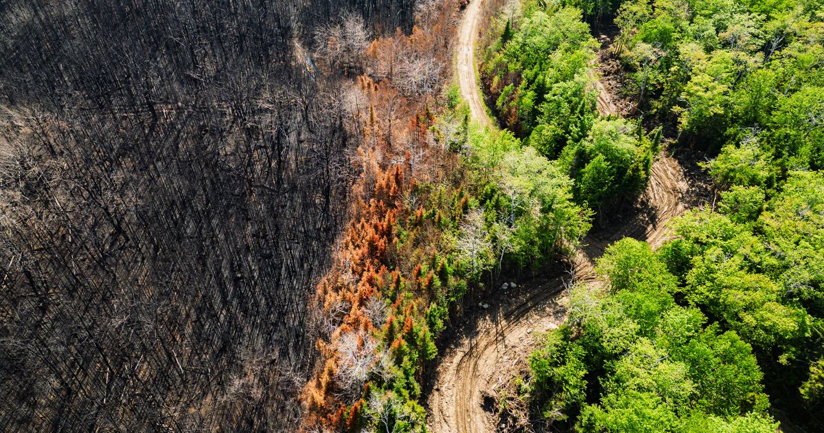 Canadian Extreme Wildfires and the Living Value of Forests