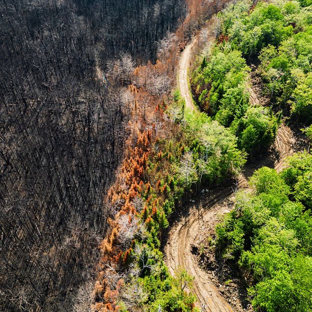A partially burned forest. 