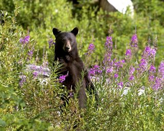 a black bear siting amongst purple flowers.