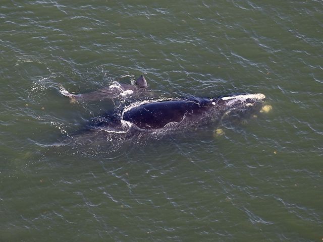 A right whale and calf swimming viewed from above.