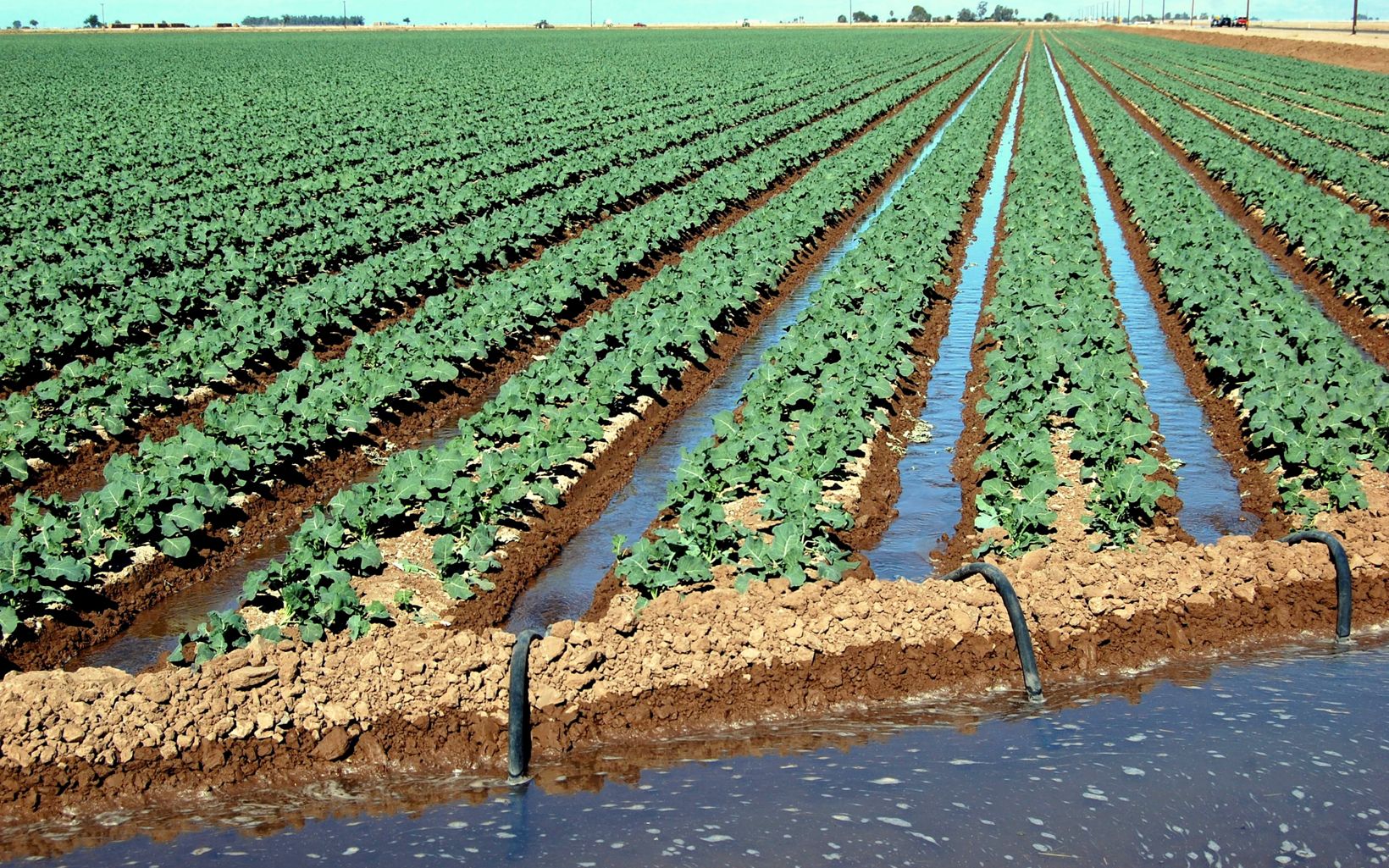 Irrigation on a farm near San Diego