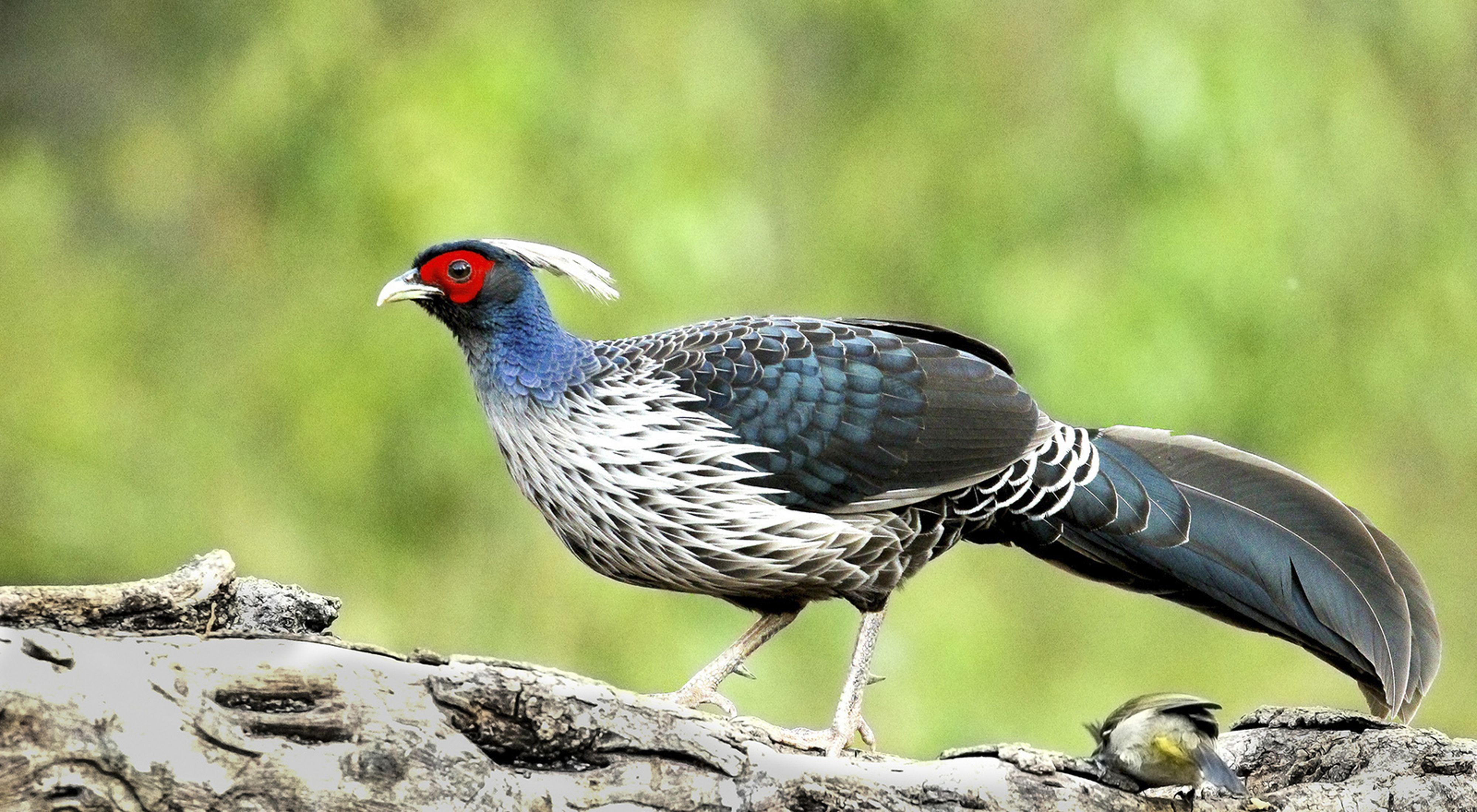 A male at Sattal, Uttarakhand in the bird's natural habitat