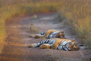 News | The Nature Conservancy India