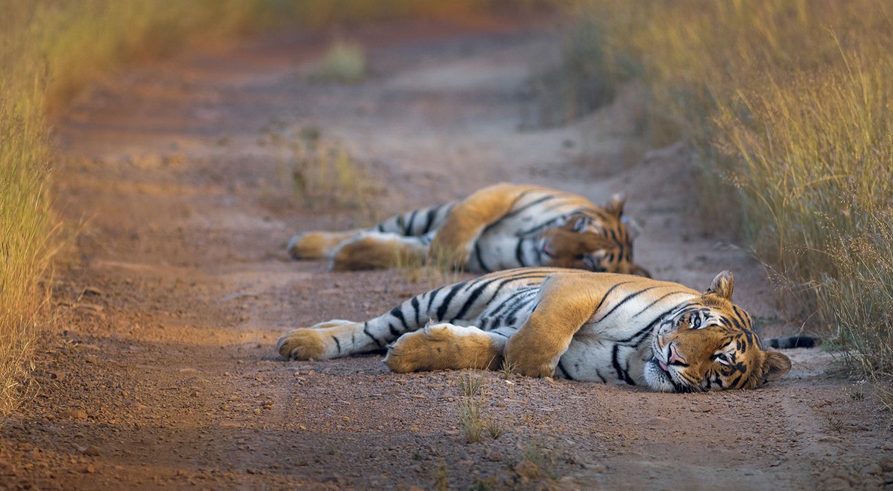 Two young adult tiger cubs rest in the early morning light at Tadoba Andhari Tiger Reserve, India.
