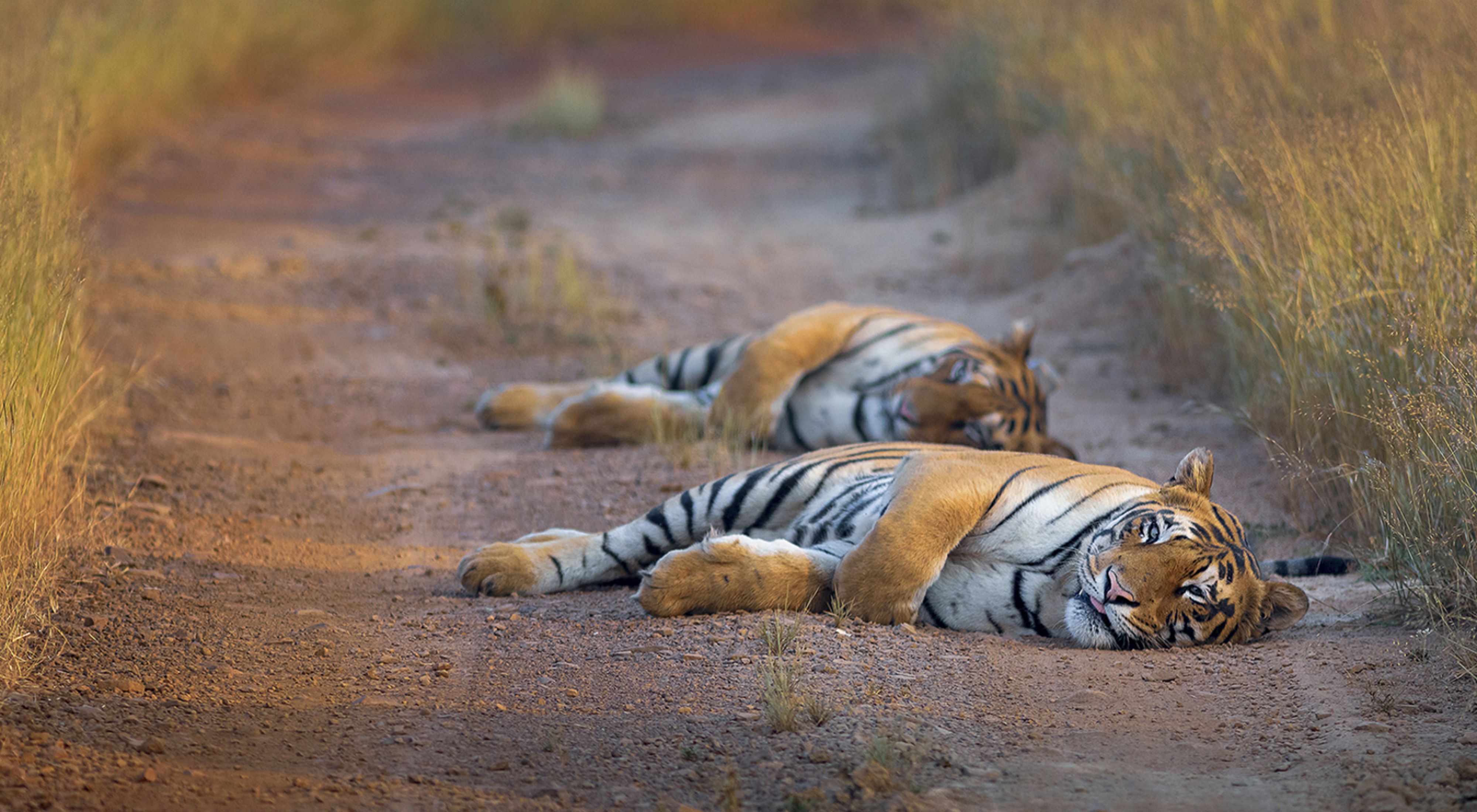 Two young adult tiger cubs rest in the early morning light at Tadoba Andhari Tiger Reserve, India.