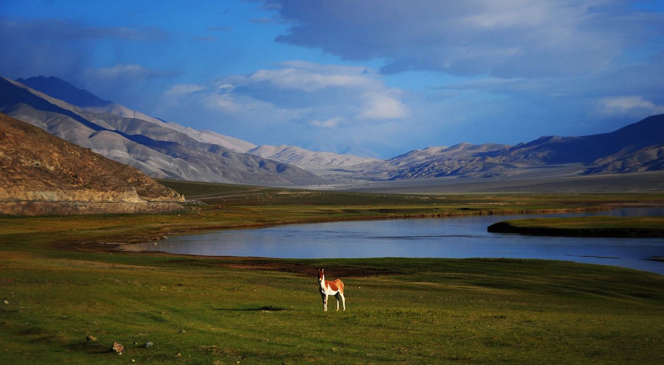 Kiang in front of lake and mountains in background