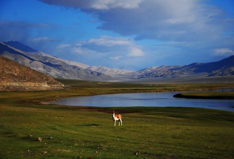 A significant population of ‘Kiangs’ live on the banks of the Indus River, between Dungti and Demchok, in India.