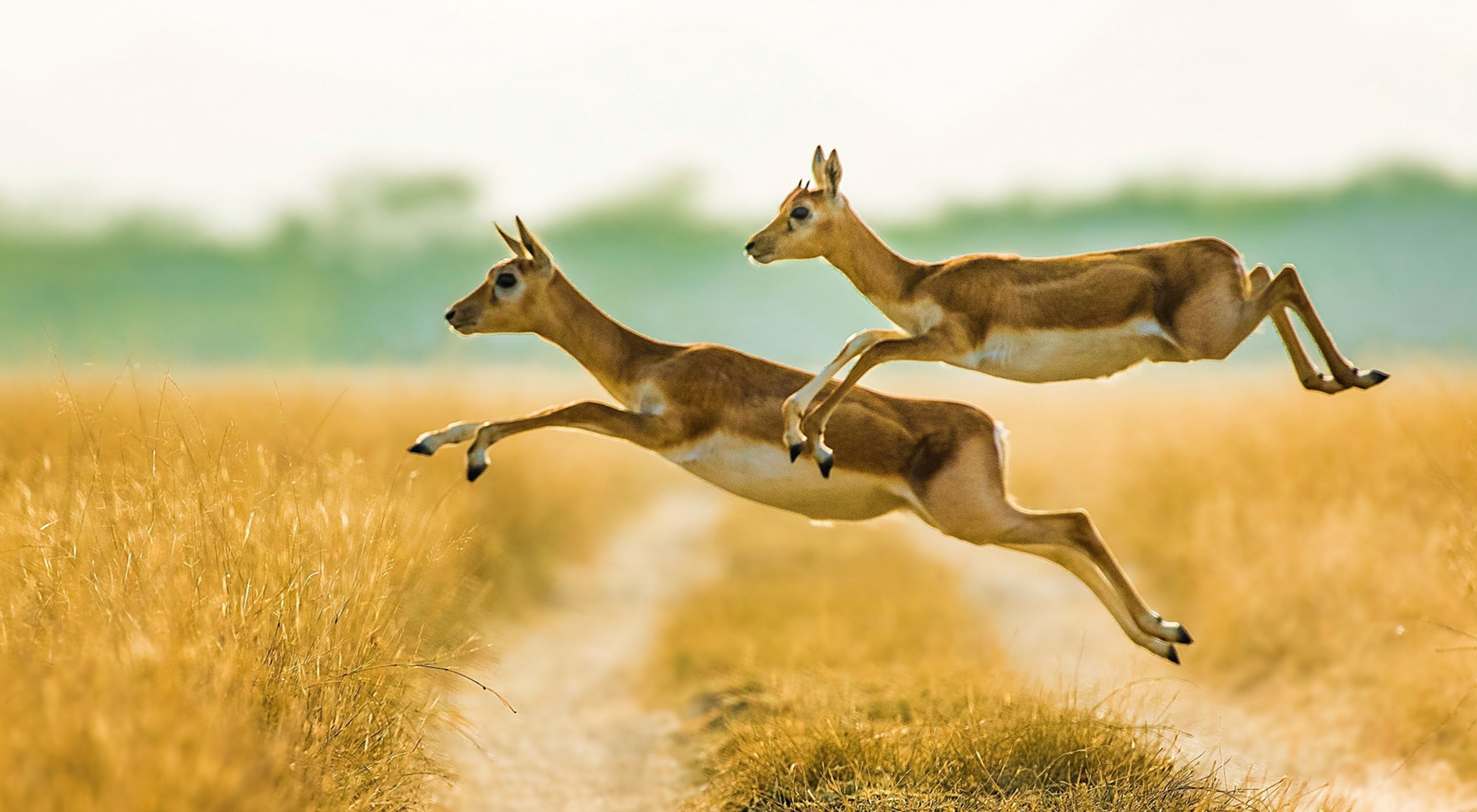 Blackbuck jumping over the muddy trail of the grassland in Talchapar, Rajasthan, India.