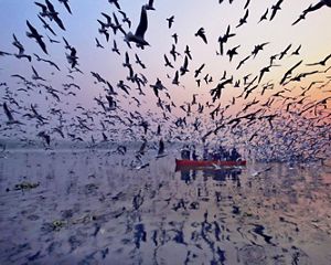 Large flock of birds, small red boat on river at sunset