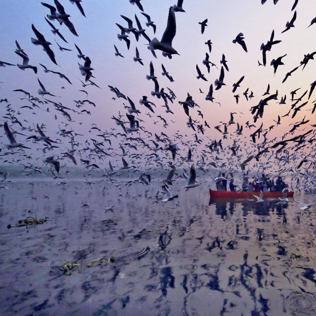 During winter, migratory sea gulls make a stay of almost 100 days on the bank of river Yamuna.