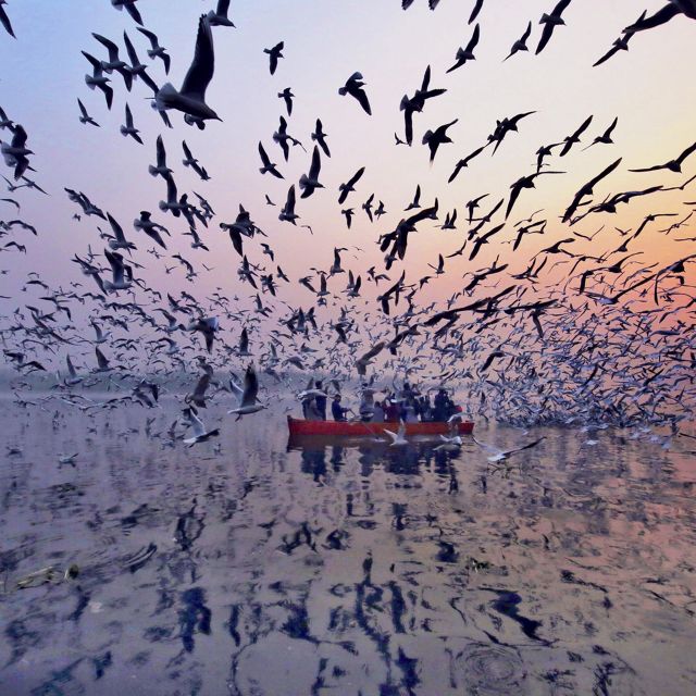 Hundreds of sea birds flock around a small red canoe filled with people on a body of water at sunset.