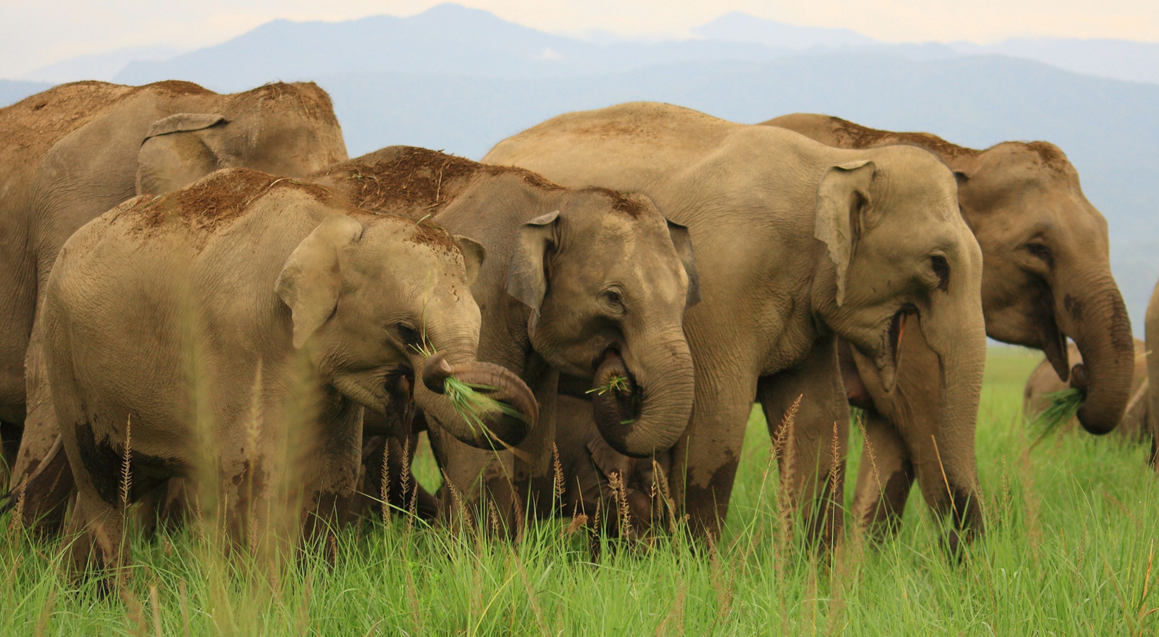 Herd of elephants walking together