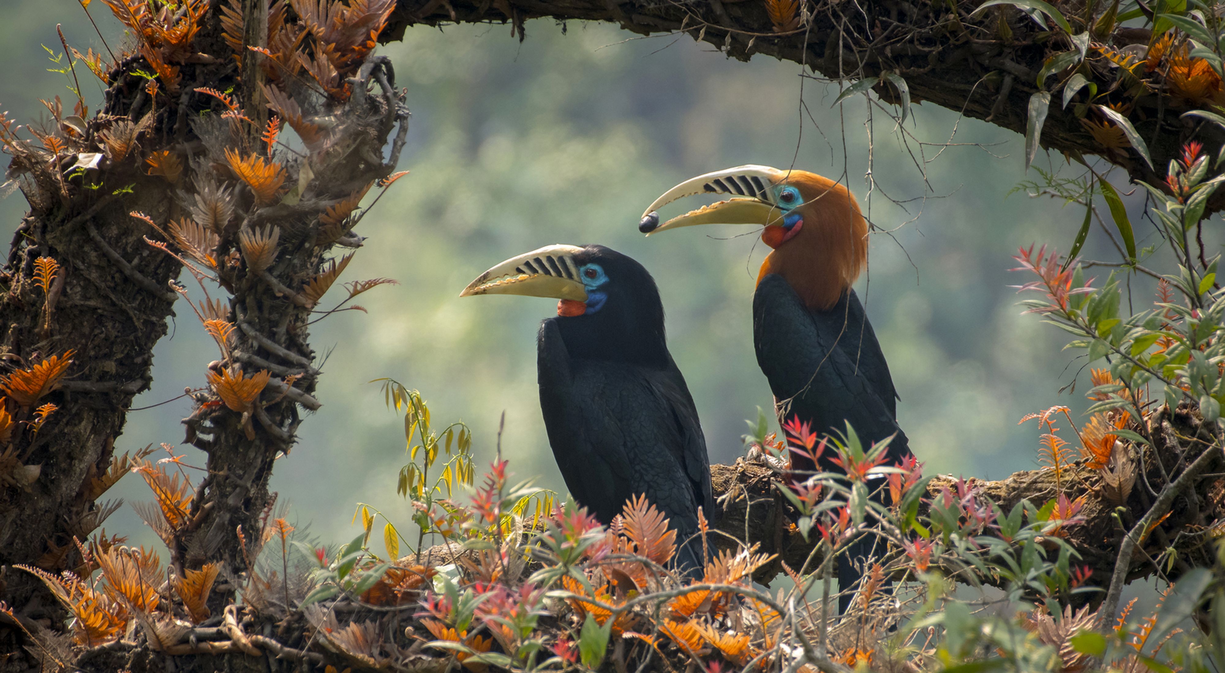 A pair of Rufous-necked Hornbills photographed near Mahananda Wildlife Sanctuary in West Bengal, India.