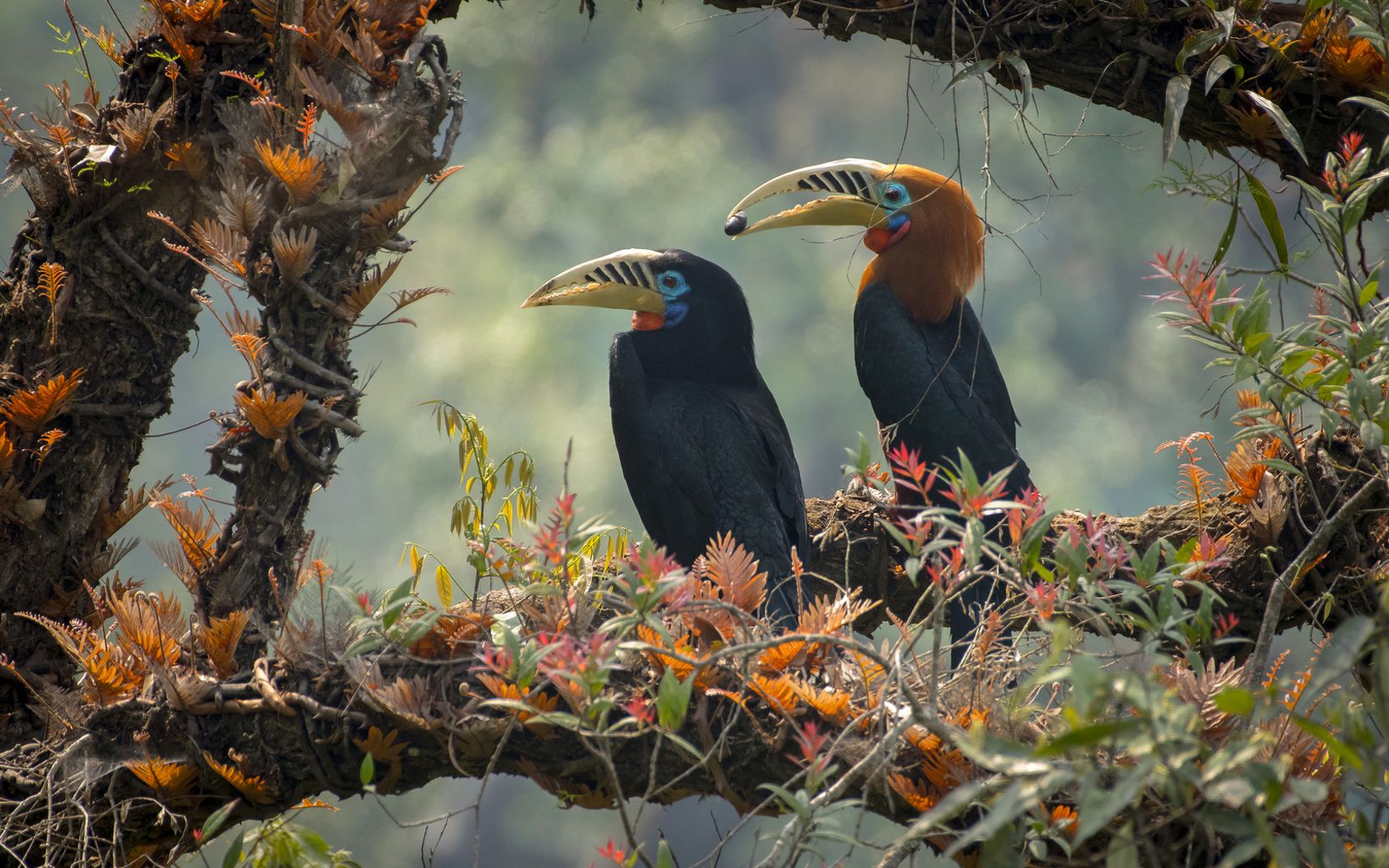 Hungry Hornbills Indonesia’s forests are some of the most biodiverse on Earth and are also home to animals such as Sumatran rhinos (just 100 wild individuals left), hornbills, gibbons, Asian © Saurabh Sawant/TNC Photo Contest 2018