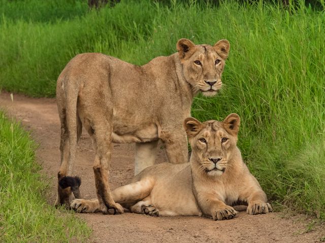 females, Gir Forest, Gujarat