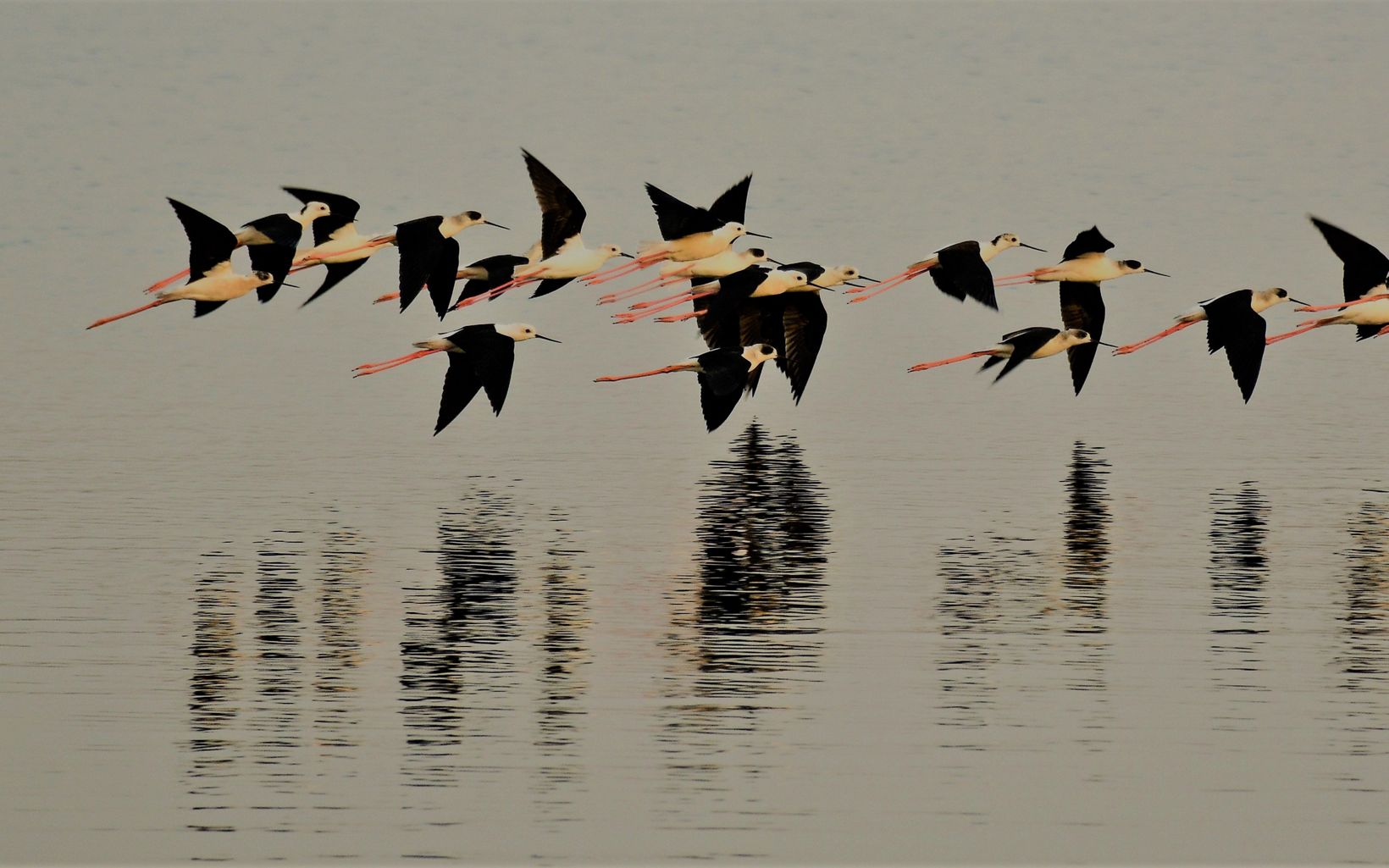 Flying Over Lake Sembakkam Flock of Black-winged Stilts © Ashok Biswal/TNC