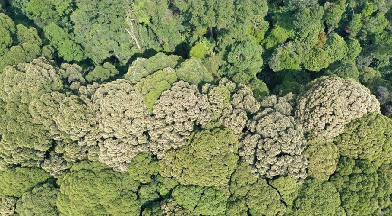 Mass flowering of Dipterocarp trees in Bornean rainforest