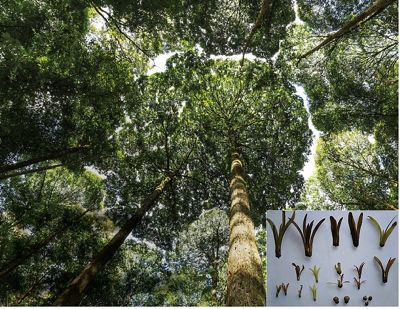looking up at a tree canopy from the forest floor. A separate image overlaid with different winged fruits.