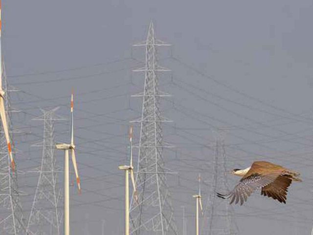 A bustard flies high near wind turbines and power lines in the Pokhran desert area in Rajasthan