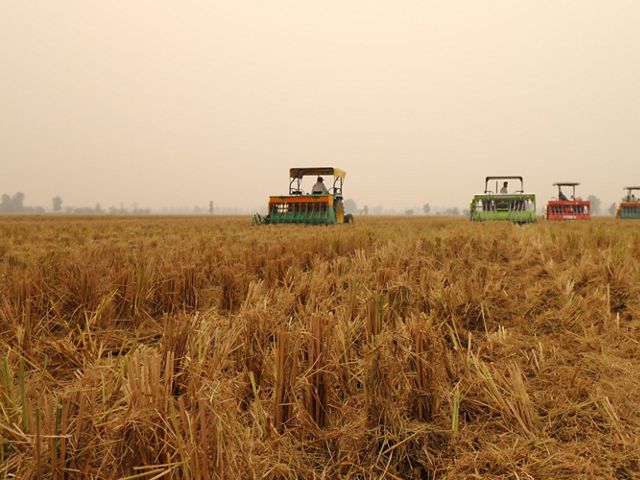 in the fields of Punjab, India.
