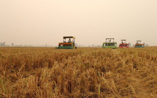 in the fields of Punjab, India. 