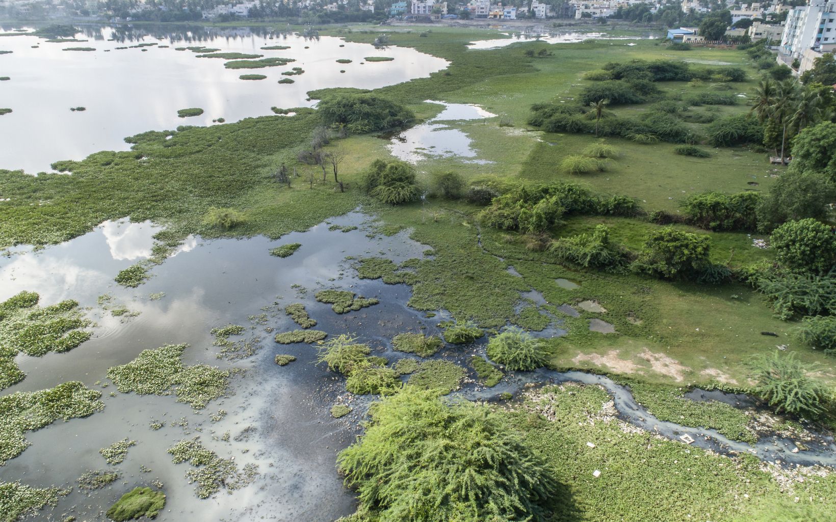 Polluted Lake Sembakkam  The lake with accumulated silt, wastewater inlets flowing from nearby houses and invasive aquatic plants © TNC