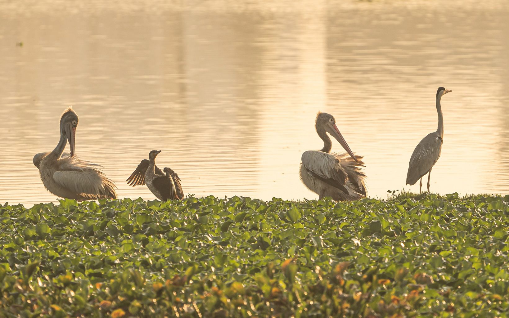(Spot-billed Pelicans, Little Cormorants & a Grey Heron) enjoying the sunset at Lake Sembakkam