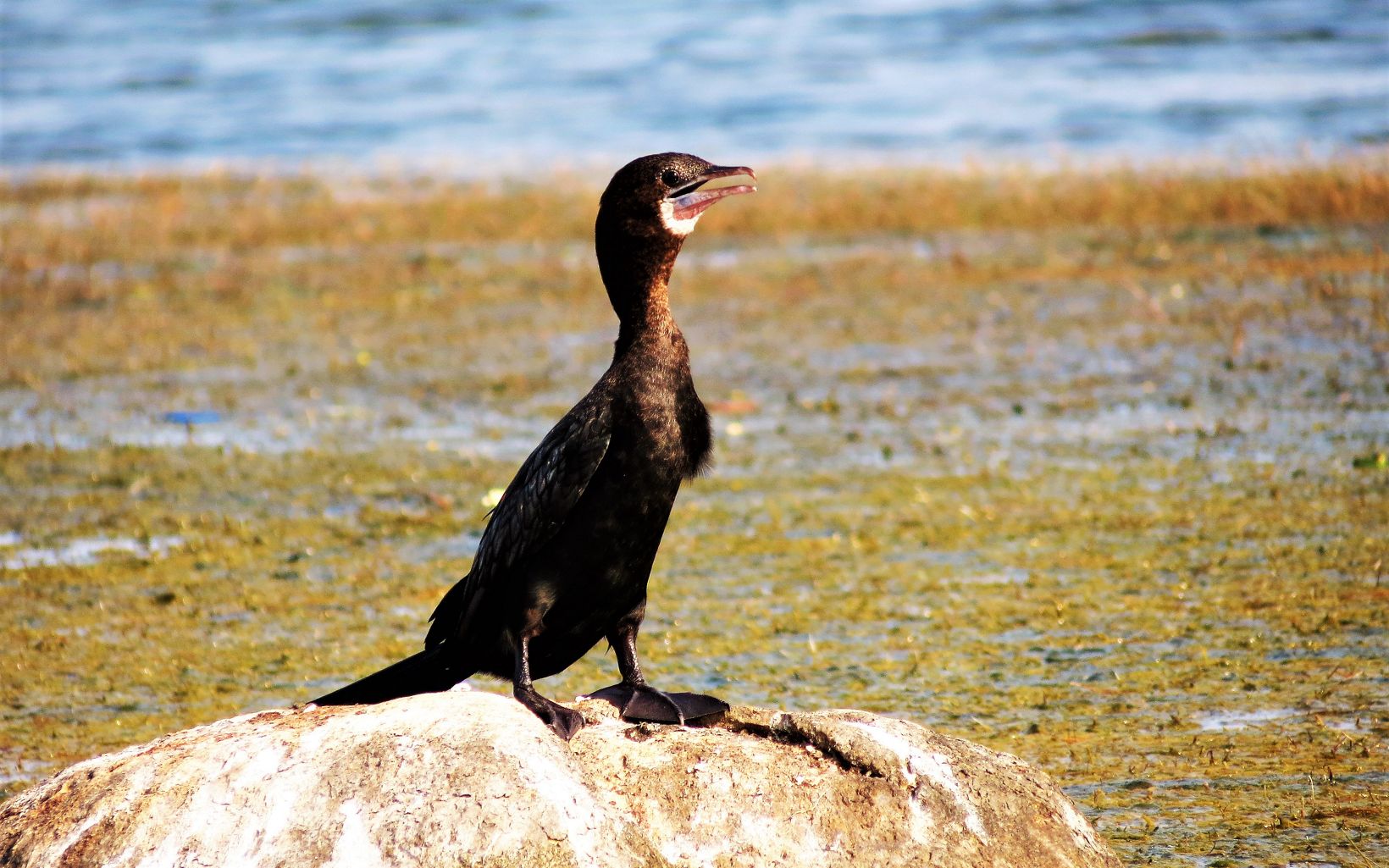 Little Cormorant  Water birds of all kinds enjoy the lake. © Ashok Biswal / TNC