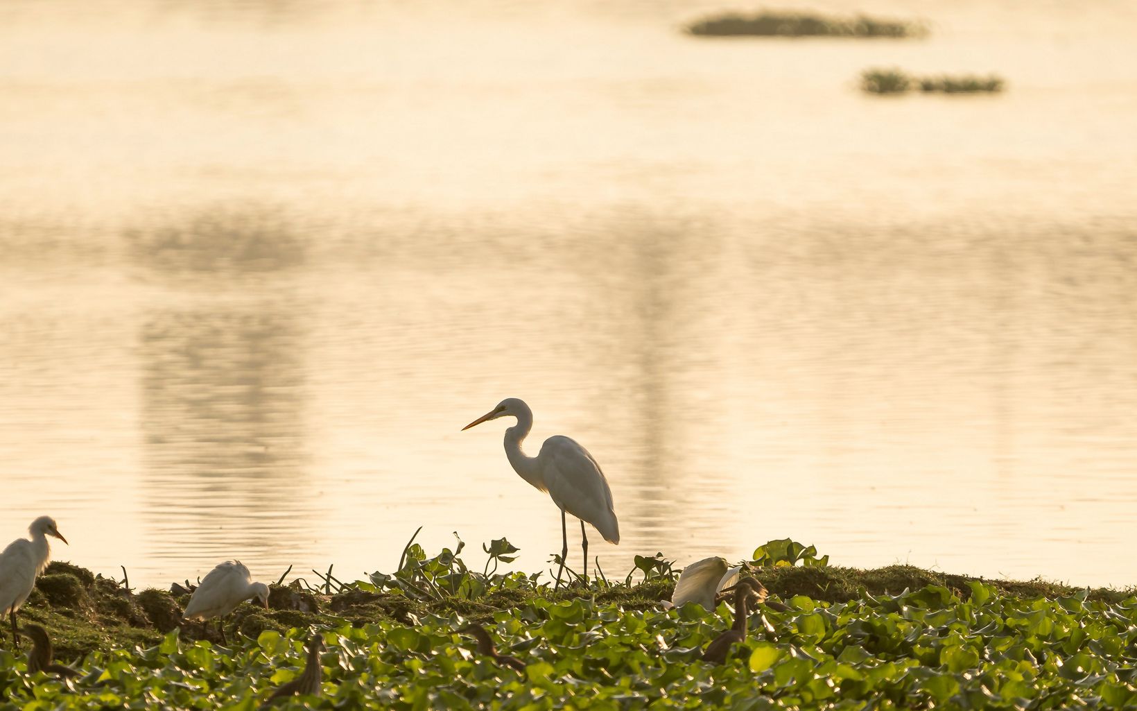 Little Egrets Birds like the little egret are thriving at Lake Sembakkam © TNC