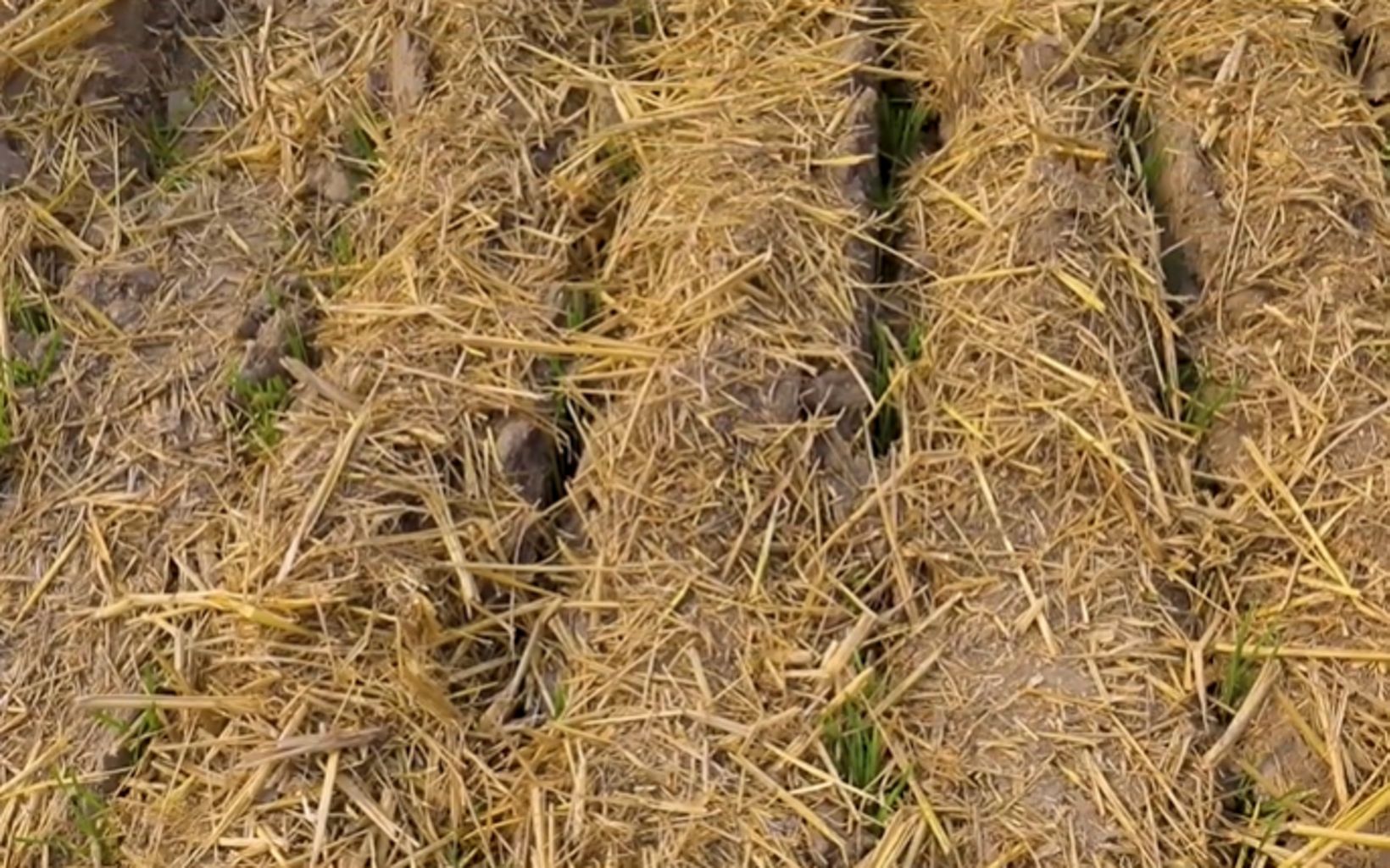 of a field mulched by the Happy Seeder
