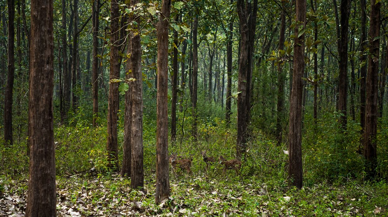 Deer in forest